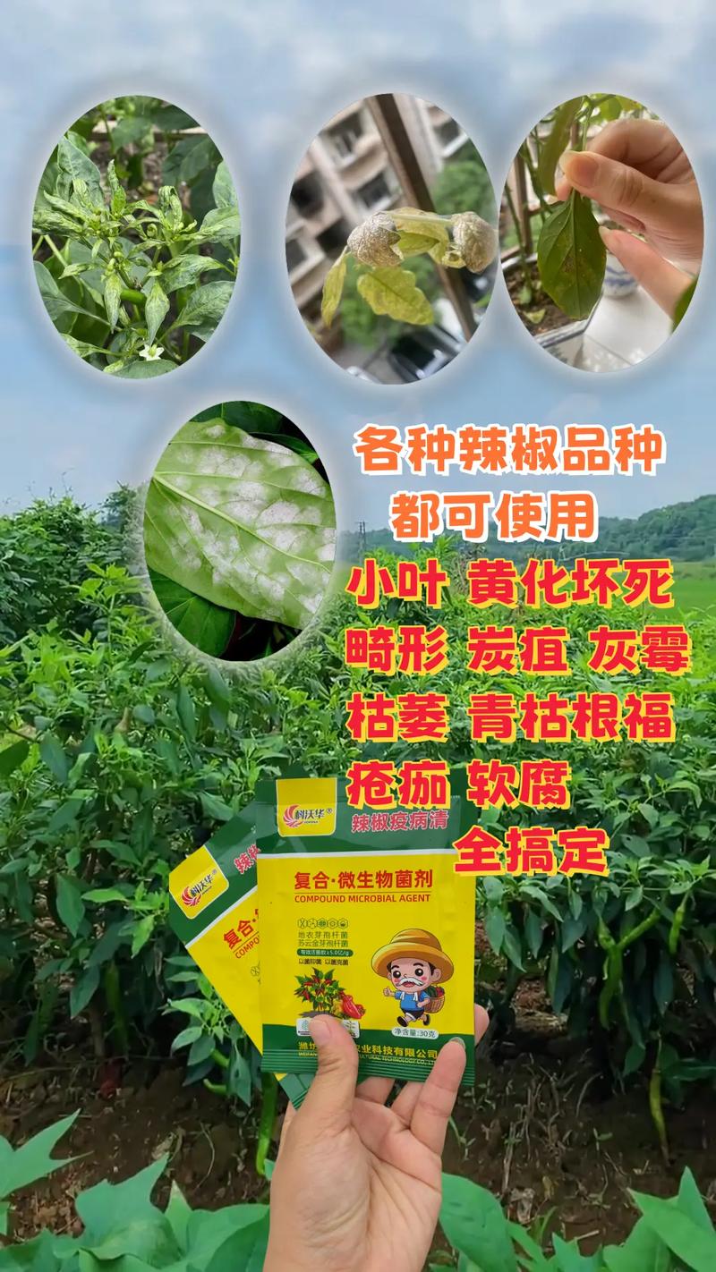 工厂直发微生物菌剂防治辣椒多种病害088增产增收品质好复合微生物