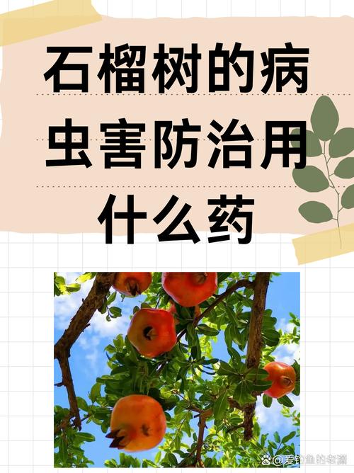 石榴树的病虫害防治用什么药